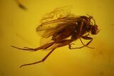 Detailed Fossil Fly (Diptera) In Baltic Amber #163457-1